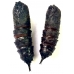 Rosy Maple Silkmoth (Sycamore Silkmoth) Dryocampa rubicunda 15 eggs